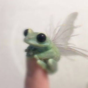 Meet your Posher, Rae